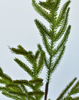 25" Faux Green Norfolk Pine - Cypress Spray Stem