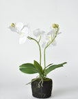 16" Orchid Drop-In