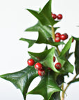 12" Faux Holly Bundle