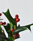 12" Faux Holly Bundle
