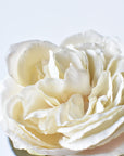 25" Faux English Rose Vintage Cream