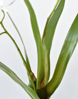 16" Faux Mini Orchid Stem with Leaves and Roots