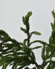 36" RealTouch Norfolk Pine Spray Stem