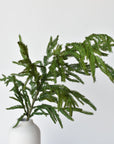 36" RealTouch Norfolk Pine Spray Stem