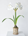 20.5" Faux White Amaryllis in Woven Pot