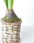 20.5" Faux White Amaryllis in Woven Pot