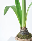 20.5" Faux White Amaryllis in Woven Pot