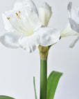 20.5" Faux White Amaryllis in Woven Pot