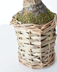 20.5" Faux White Amaryllis in Woven Pot