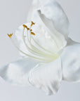 20.5" Faux White Amaryllis in Woven Pot