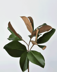 16.5" Faux Magnolia Leaf Stem