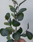 30" Faux Seeded Eucalyptus Stem