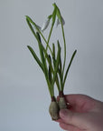 10" Faux Standing Snowdrop w/Bulb