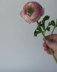 13" Faux Blush Ranunculus Stem