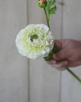 21" Faux Double Ruffled Ranunculus Stem White