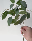 24" Faux Eucalyptus Leaf Stem