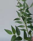 36" Faux Italian Ruscus Stem