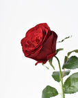 22" Faux Red Velvet Rose Stem