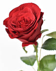 22" Faux Red Velvet Rose Stem