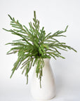 20" Faux Green Norfolk Pine Bush