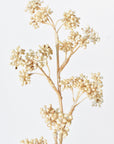 17" Faux Cream Sedum Spray Stem