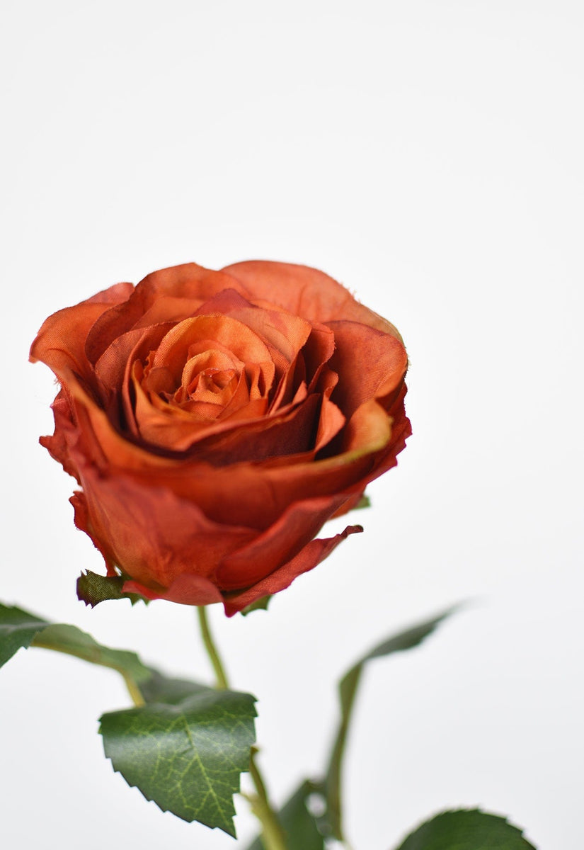 single orange rose