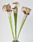 28" Faux Green/Burgundy Pitcher Plant Stem