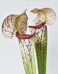 28" Faux Green/Burgundy Pitcher Plant Stem