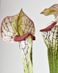28" Faux Green/Burgundy Pitcher Plant Stem