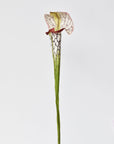 28" Faux Green/Burgundy Pitcher Plant Stem