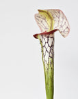 28" Faux Green/Burgundy Pitcher Plant Stem