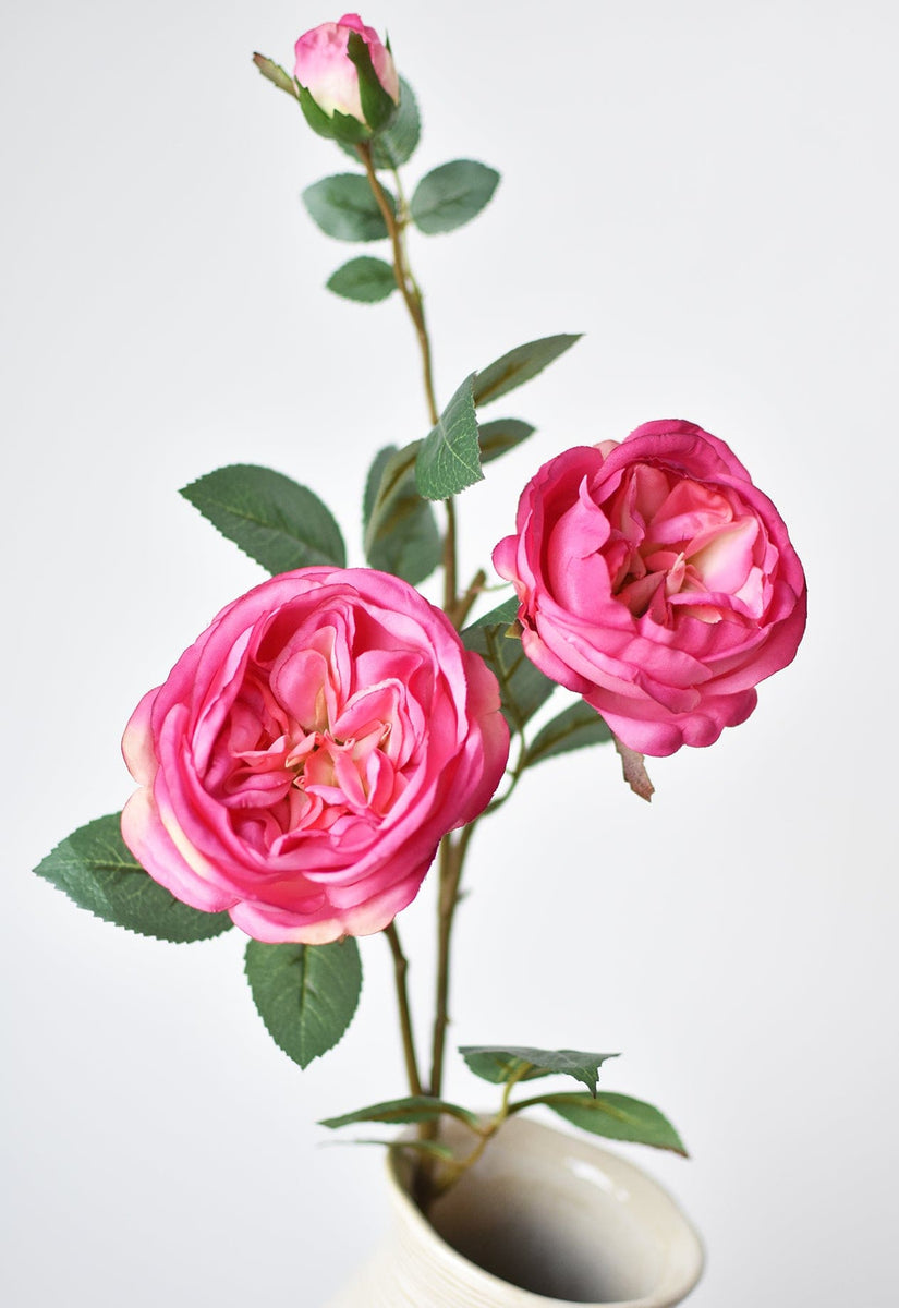 ROSE☆ROSEページ DSC_0120_453bc5d3-f9d7-4902-