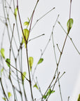 26" Branches with Faux Green Leaves