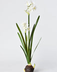 17.5" Faux Paperwhites w/ Bulb