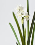 17.5" Faux Paperwhites w/ Bulb
