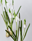 10" Faux Standing Snowdrop w/Bulb