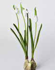 10" Faux Standing Snowdrop w/Bulb