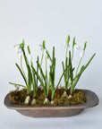 10" Faux Standing Snowdrop w/Bulb