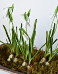 10" Faux Standing Snowdrop w/Bulb