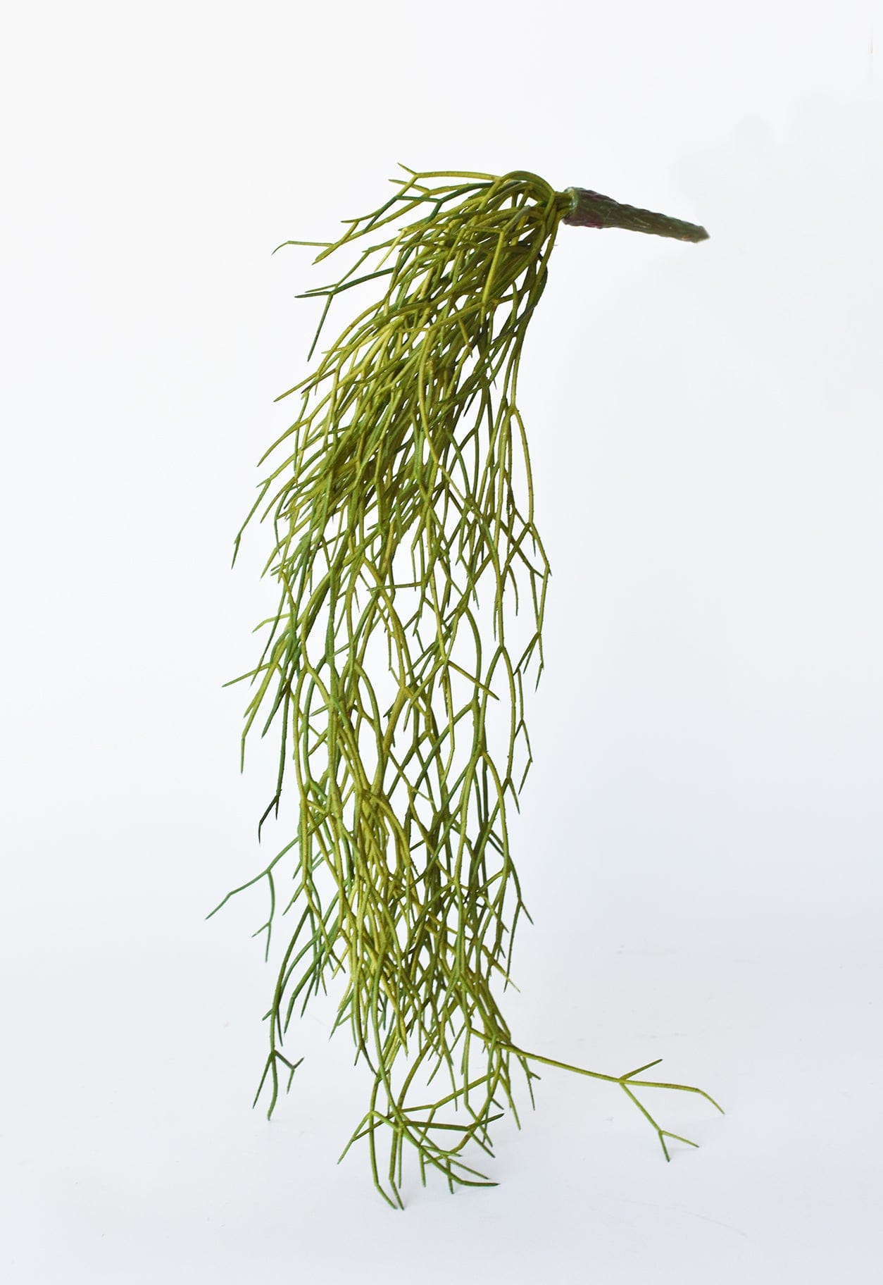 hanging pencil cactus 24