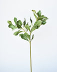 21.5" Faux Real Touch Variegated Green Pittosporum Spray Stem