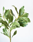 21.5" Faux Real Touch Variegated Green Pittosporum Spray Stem