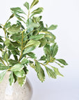 21.5" Faux Real Touch Variegated Green Pittosporum Spray Stem