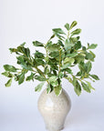 21.5" Faux Real Touch Variegated Green Pittosporum Spray Stem