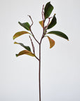 26" magnolia leaf branch