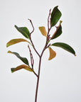 26" magnolia leaf branch