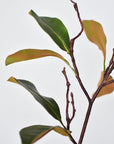 26" magnolia leaf branch