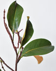 26" magnolia leaf branch