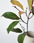 26" magnolia leaf branch
