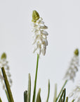 12.5" Faux White Muscari Bush Grape Hyacinth